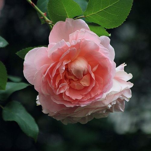 Rosen Online Shop - Rosa Delpabra - rosa - floribundarosen - diskret duftend - Georges Delbard - Beetrose  mit  Anis-und Früchteduft und feinen apricot-rosa Blüten. Ihre Blütenform erinnert an altertümliche Rosen.